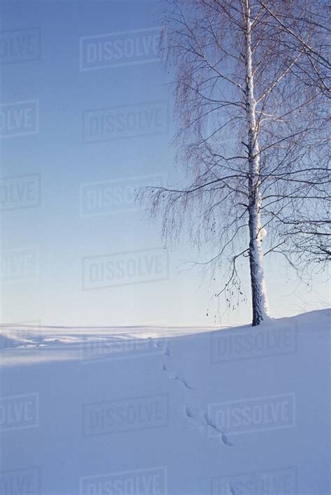 Peaceful Winter Scene Stock Photo Dissolve