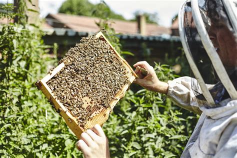 Experience A Day In The Life Of A Beekeeper Local Honey Man