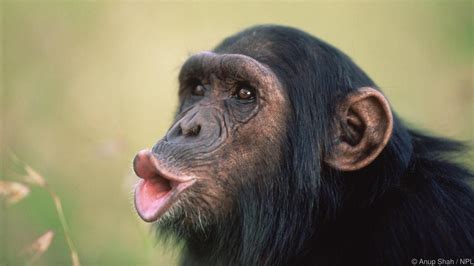 A Chimpanzee Pan Troglodytes Pant Hooting Credit Anup Shah Npl