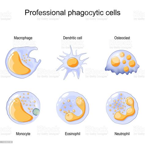 Phagocytosis Professional Phagocytic Cells Neutrophils Macrophages