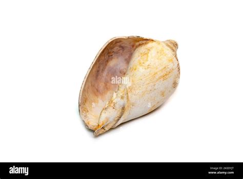 Image Of White Conch Shell Isolated On White Background Undersea