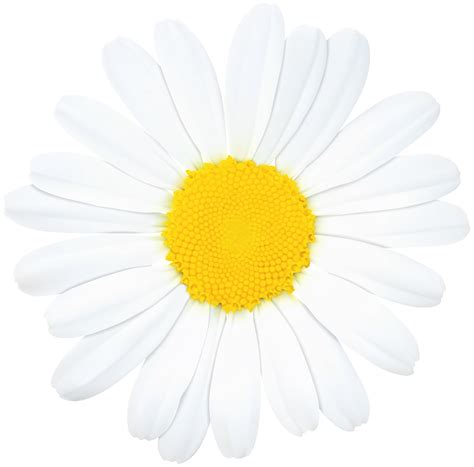 Where can i download flower clip art for free? Daisy flower png, Daisy flower png Transparent FREE for ...