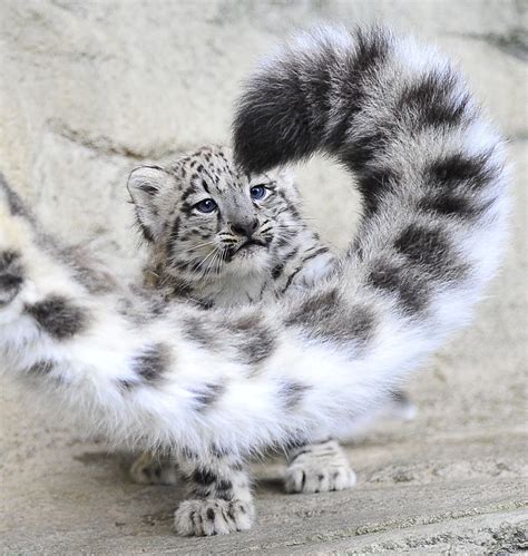 Pin On Animals Big Cats Snow Leopards