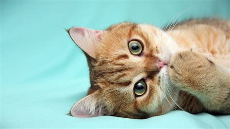 Maybe you would like to learn more about one of these? Cute Cat Background (70+ pictures)