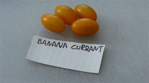 Banana Currant Tomato Hrseeds