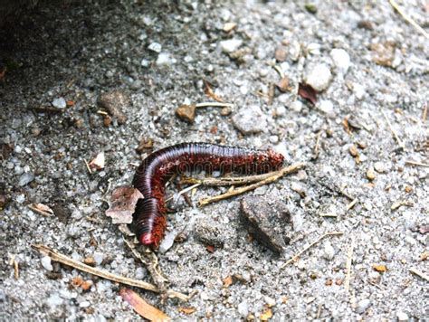 Closeup Shot Of A Julida Millipede Crawling On The Ground Stock Image