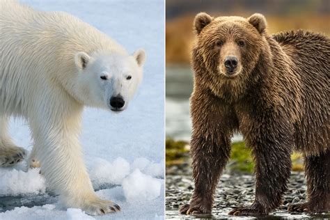 Climate Change Could Lead To Increase In Polar Bear And Grizzly Bear