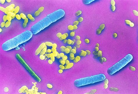Your Gut Bacteria May Make It Harder to Lose Weight | Live ...