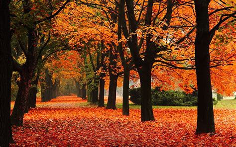 Hd Wallpaper Park Alley Trees Autumn Red Leaves Wallpaper Flare