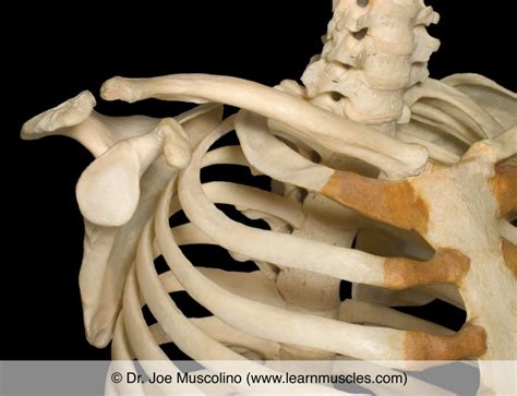 Sternoclavicular Joint Learn Muscles