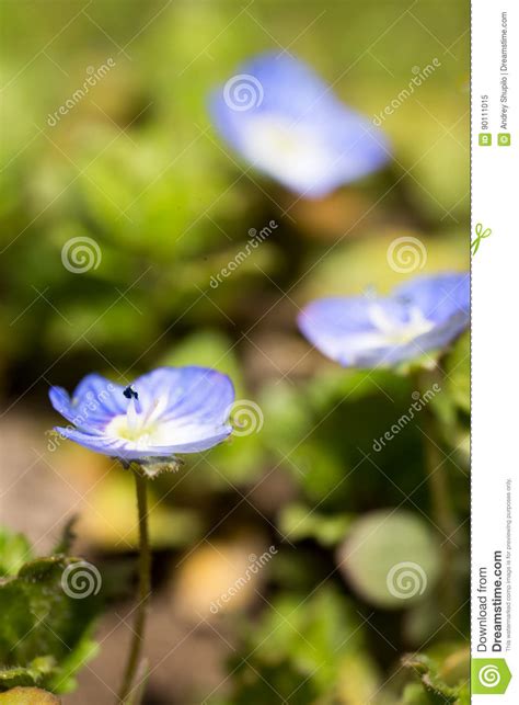 Beautiful Little Blue Flower On Nature Stock Image Image Of Garden