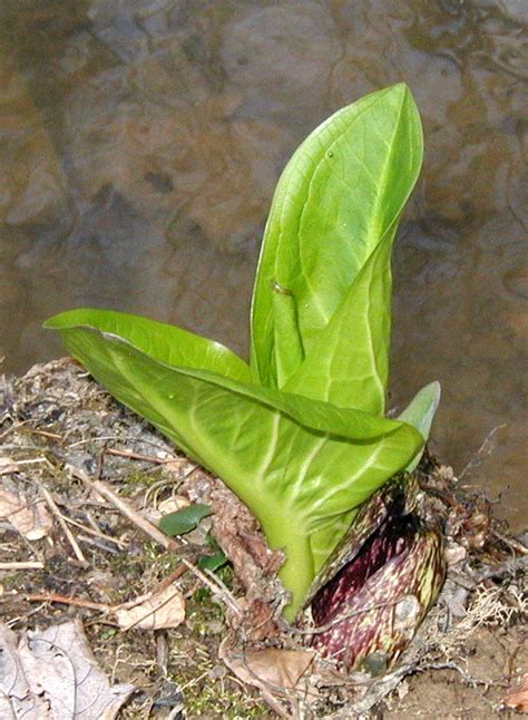 Huge Skunk Cabbage Leaves Roll Out at the Creek