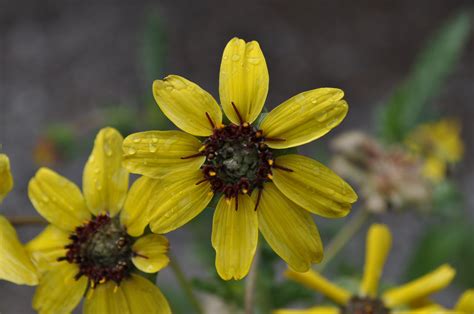 Chocolate Flower Berlandiera Lyrata Care And Culture Plant And Archeology