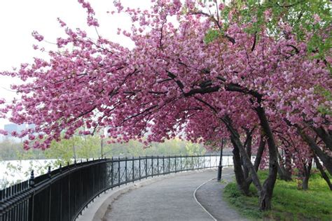 Photo Entry Cherry Blossom Trees In Bloom
