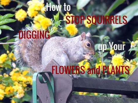 Here Are A Few Ideas To Stop Squirrels Digging Up Your Bulbs Flowers