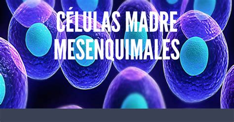 Beneficios De Las Celulas Mesenquimales Msc Curso Celulas Madre