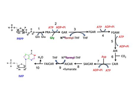 Purine Biosynthesis Synthesis Of Imp Various Atoms Of The Purine Ring