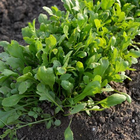 Curled Cress Seeds Microgreens Garden Pepper Wort Green Etsy