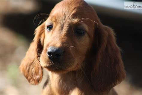Contact Almaroad Kennel For Irish Setter Puppies Female
