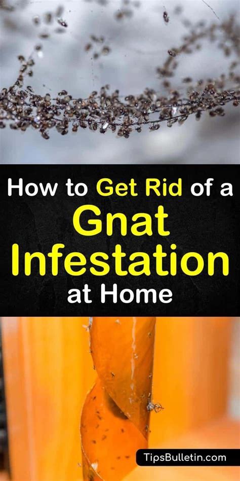 Learn How To Effectively Get Rid Of Gnats That Have Infested Your Home