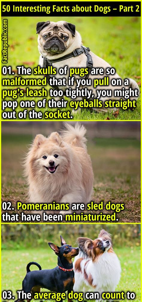 Wow Facts Weird Facts Crazy Facts Random Facts Random Stuff Dog