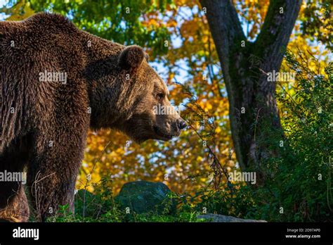 Brown Bear Ursus Arctos Autumn Portrait Stock Photo Alamy
