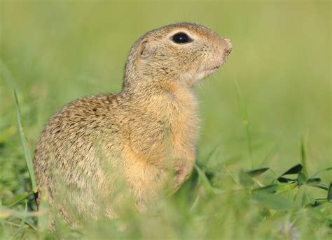 European Ground Squirrel Flora And Fauna Of Late Pleistocene Southeast