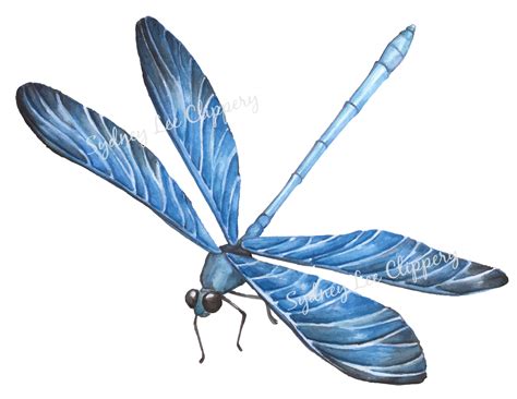 Blue Dragonfly Vintage Clipart Printable  And Transparent Etsy