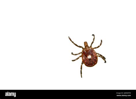 Lone Star Tick Amblyomma Americanum Stock Photo Alamy