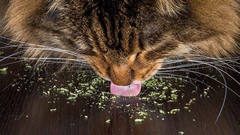 Most people associate catnip with its psychoactive effect on cats. Catnip | New Scientist