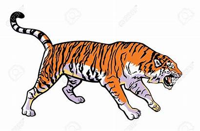 Tiger Clipart Attacking Siberian Illustration Vector Angry