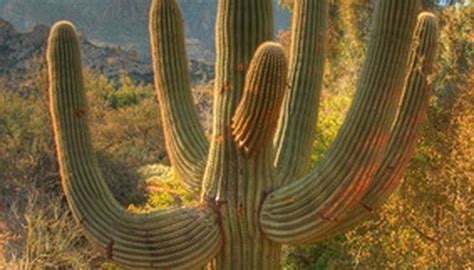 Plants And Animals Of The Southwestern Desert Sciencing