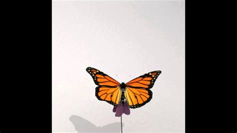 Monarch Butterfly Animation Flying Slow Motion Youtube