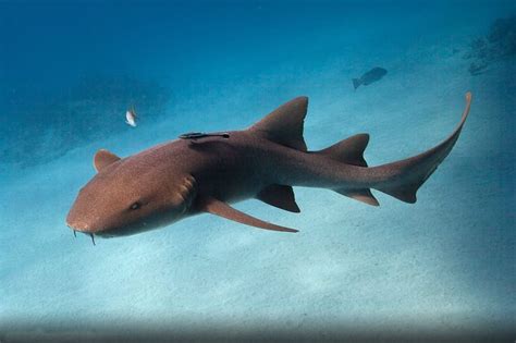 Characteristics Feeding Biology And Curiosities Of The Nurse Shark