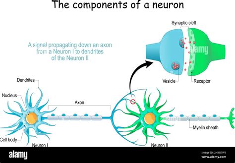 Neuron Anatomy Close Up Of A Chemical Synapse Synaptic Vesicle With
