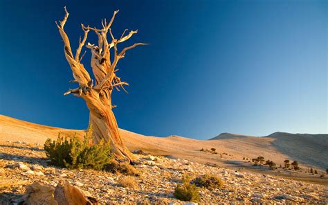 Сухое дерево в пустыне обои для рабочего стола картинки фото