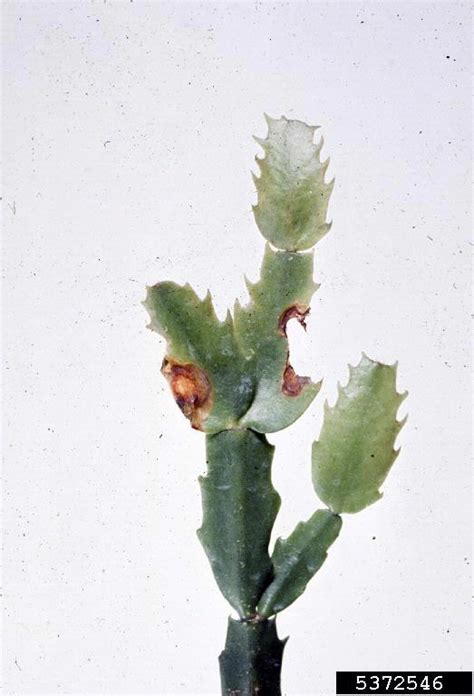 Unfortunately, a fungicide will not help you in this situation. bacterial soft rot (Pectobacterium carotovorum ssp ...