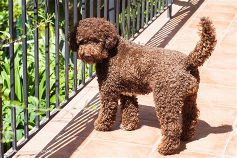 The cost to buy a lagotto romagnolo varies greatly and depends on many factors such as the breeders' location, reputation, litter size, lineage of the puppy, breed popularity (supply and demand), training, socialization efforts, breed lines and much more. Lagotto Romagnolo on Riviera Dogs ... | Pretty dogs ...
