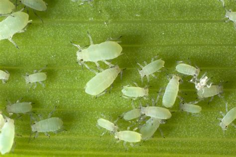 Aphids In Homes And Gardens