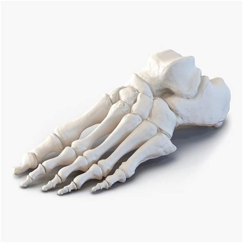 Human Foot Bones 3d Model Ad Foot Human Model Bones Skeleton Model Skeleton Anatomy