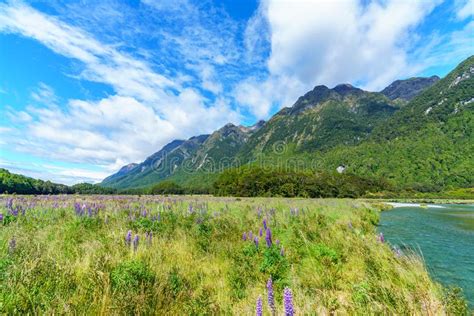 Meadow With Lupins On A River Between Mountains New Zealand 33 Stock