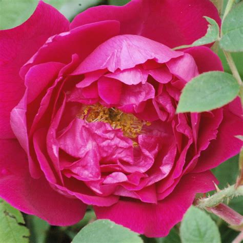 Parfum De Lhaÿ Rose Intensiv Rosa And Violett Ca 150cm Gravereaux
