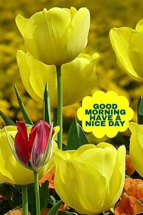 Pin By Amarjeet Singh On Good Morning Beautiful Flowers Flowers