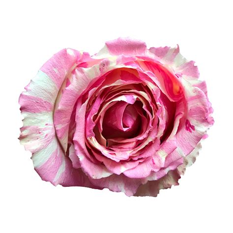 Fiesta Rose Bicolor Pink And Yellow Roses Flower Explosion Online