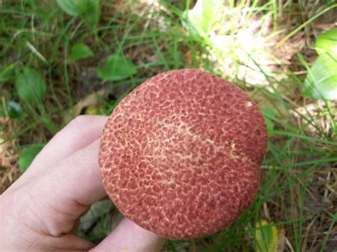 Painted Bolete (Suillus pictus)? - Mushroom Hunting and Identification