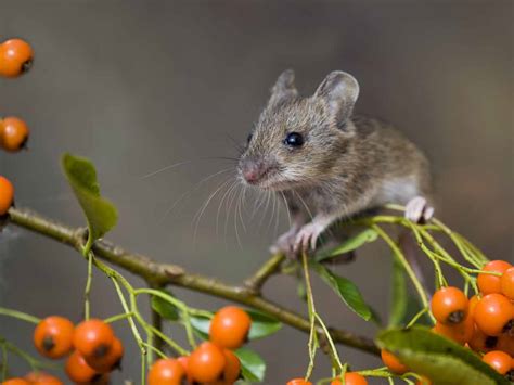 The Wood Mouse Identification Diet And Creating A Nest Box Saga