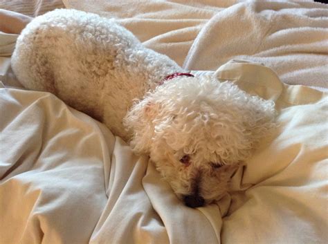 Home From Home Dog Boarding | Devizes