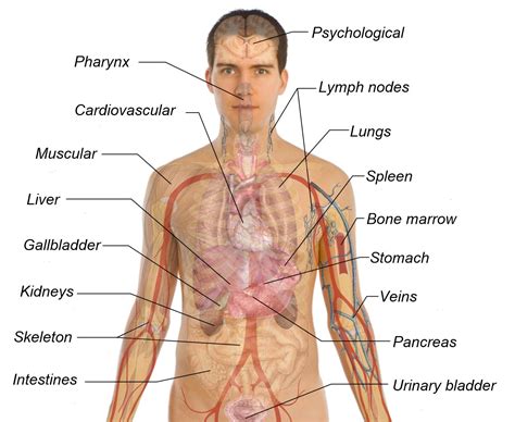 Male Human Anatomy Internal Organs Male Endocrine System Human