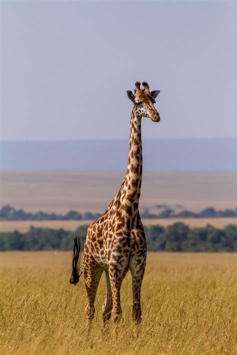 Maasai Mara Kenya Von Blieusong Giraffe African Wildlife Animals
