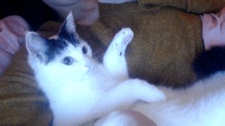 Submitted 2 years ago by dbuchmann. aww gifs